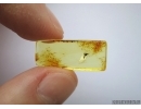 THYSANOPTERA Thrip & FLY in Baltic amber #4087