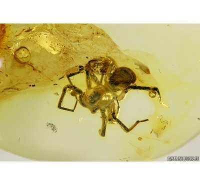 BIG Spider, Araneae in Baltic amber#4117