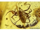 Rare House Centipede Chilopoda Scutigeridae, Spiders, Ant, Cricket  and more in BALTIC AMBER #4164