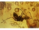 Rare House Centipede Chilopoda Scutigeridae, Spiders, Ant, Cricket  and more in BALTIC AMBER #4164
