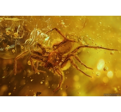 Spider and Cockroach in Baltic amber #4243