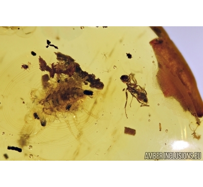 ISOPODA, Woodlice and ANT in Baltic amber #4247