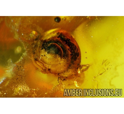 Snail SHELL, GASTROPODA in Baltic amber #4295