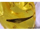 2 WORMS NEMATODA and BIG 30mm! LEAF in Baltic amber #4298