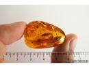 Big Click beetle, Elateroidea in Baltic amber #4306