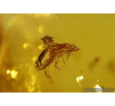 HETEROPTERA, MIRIDAE, Bug Nymph exuvia & 3 FLIES in Baltic amber #4318
