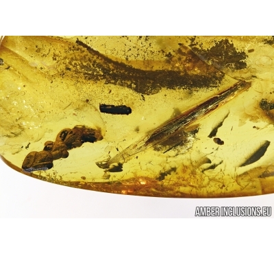 Thuja and Leaf. fossil inclusions in Baltic amber #4358