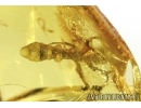 UNUSUAL BIG ANT, CERAPACHYINAE, PROCERAPACHYS ,  in Baltic amber #4403