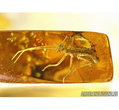 PHASMATODEA, WALKING STICK and CADDISFLY in Baltic amber #4413