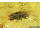   Bark Beetle Curculionidae Scolytinae. Fossil insect in Baltic amber #4415