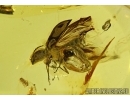 Nice looking Click Beetle, Elateridae In BALTIC AMBER #4418