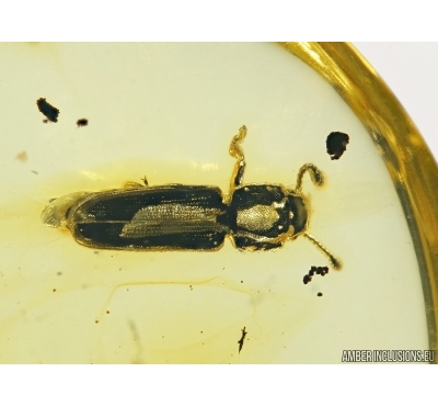 Rare Silvanid Flat Bark Beetle Silvanidae. Fossil insect In BALTIC AMBER #4424