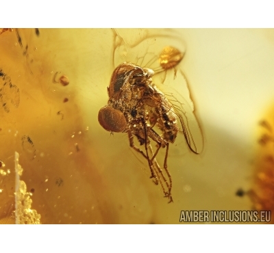 Rare Acroceridae, Spider Fly  and Spider in BALTIC AMBER #4444