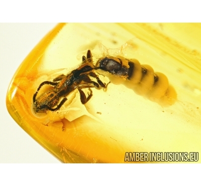 CERAPACHYINAE, PROCERAPACHYS, Rare tropical ANT in BALTIC AMBER #4451
