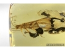 Very Big Plecoptera, Stonefly in Baltic amber #4511