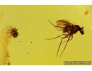 Nice Spider and Fly in Baltic amber #4512