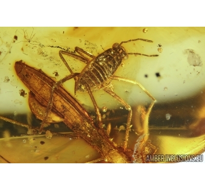    EXTREMELY RARE TWO WATER BUGS:  Veliidae and Hydrometridae in Baltic amber #4513