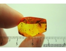    EXTREMELY RARE TWO WATER BUGS:  Veliidae and Hydrometridae in Baltic amber #4513