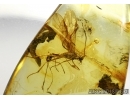 Hymenoptera, Braconidae Wasp. in Baltic amber #4516