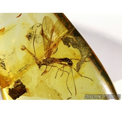 Hymenoptera, Braconidae Wasp. in Baltic amber #4516