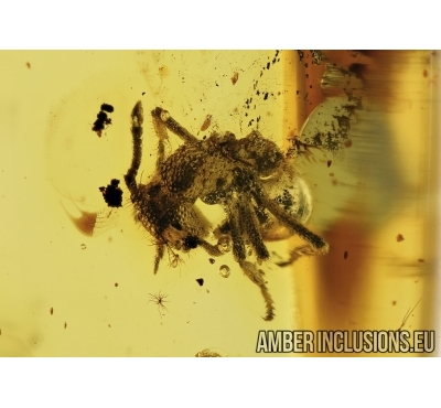  Myrmicinae, Ant in Baltic amber #4522