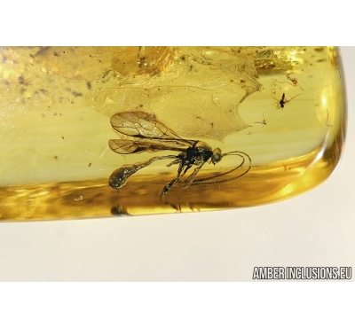 Ichneumonidae Pherhombus, parasitic Ichneumon Wasp in Baltic amber #4531