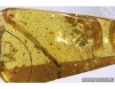 Odonata, Two fragments of Dragonfly, Ant and Wasp in Baltic amber #4535