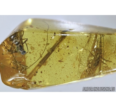 Odonata, Two fragments of Dragonfly, Ant and Wasp in Baltic amber #4535