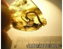 Extremely rare LIZARD TAIL > 40mm!! in Baltic amber #4558