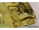Extremely rare LIZARD TAIL > 40mm!! in Baltic amber #4558