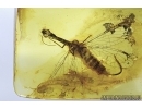 EXTREMELY RARE, Spread Wings  SNAKEFLY, RAPHIDIOPTERA in Baltic amber #4621
