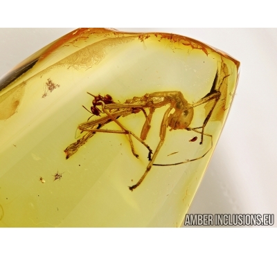 Very big 11mm, nice looking Walking stick Phasmatodea and Ant in Baltic amber #4679