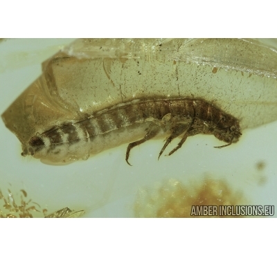 Darkling beetle larva, Coleoptera in Baltic amber #4681