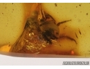 Hymenoptera, Bee in Baltic amber #4700