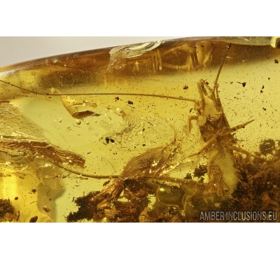 Bristletail Machilidae in Baltic Amber #4739