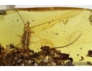 Bristletail Machilidae in Baltic Amber #4739