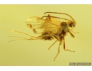 Coleoptera, Aderidae, Antlike leaf beetle and Hymenoptera  Braconidae Wasp in Baltic amber #4757