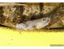 Cerambycidae, Longhorn Beetle and Tortoise mites ( Acari, Uropodidae) on a beetle in Baltic amber #4775