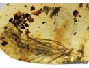 Odonata, Wings of Dragonfly in Baltic amber#4776