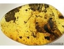 THYSANOPTERA Thrip & More in Baltic amber #4778