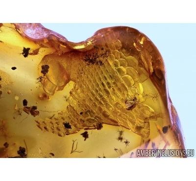 REPTILIA, Big 10mm! Lizard Skin Fragment and More in Baltic amber #4779
