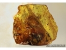 REPTILIA, Big 10mm! Lizard Skin Fragment and More in Baltic amber #4779