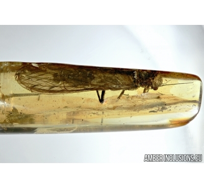 BIG Plecoptera, Stonefly  in Baltic amber #4785