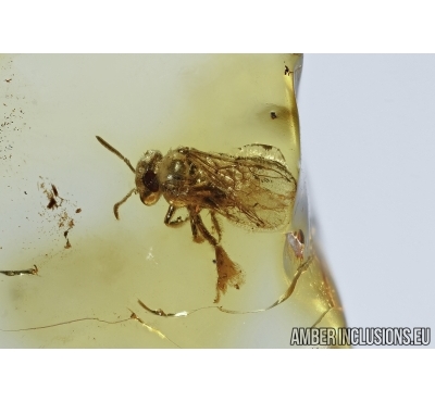  APOIDEA, Honey Bee in Baltic amber #4798