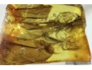 Aves, Very rare 5 Bird Feathers in Baltic amber #4800