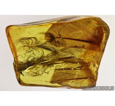 Aves, Very rare 5 Bird Feathers in Baltic amber #4800