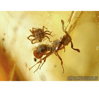 Hymenoptera, Ant and Mite i n Baltic amber #4808