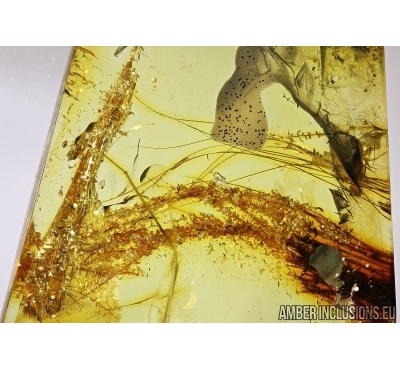 Mammalian hair and crystals in Baltic amber #4814