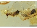 Spider Beetle, Ptinidae (Anobiinae) and Fungus gnat with eggs in Baltic amber #4836