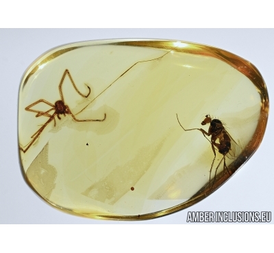 Dolichopodidae, Long-legged fly and Harvestman,  Opilione in Baltic amber #4855